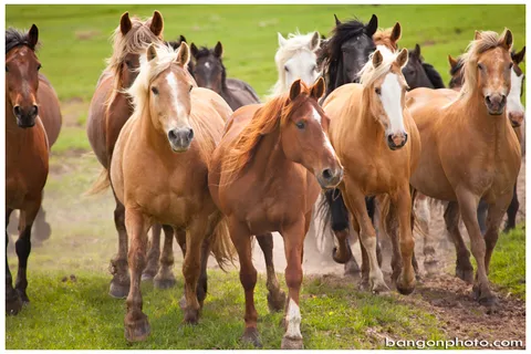 Broadleaf Ranch
