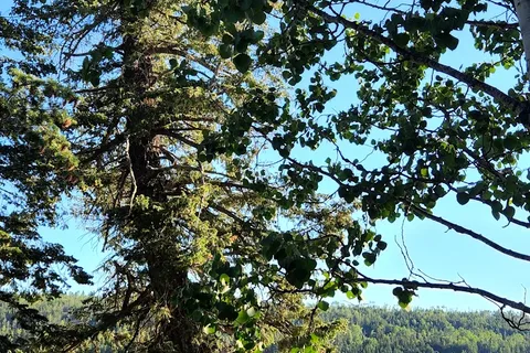 Crystal Springs Resort