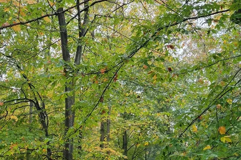 Cadillac Woods Campground