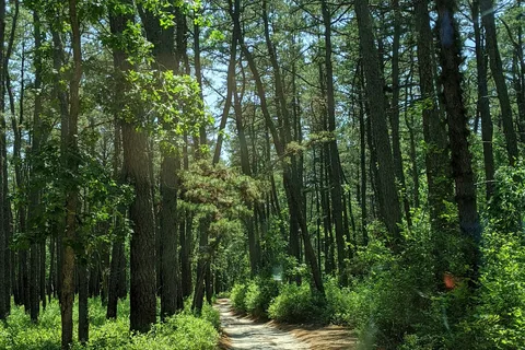 Wharton State Forest - Bodine Field