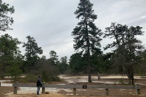 Wharton State Forest - Bodine Field