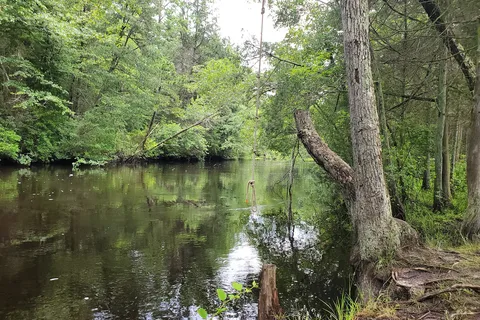 Wharton State Forest - Bodine Field