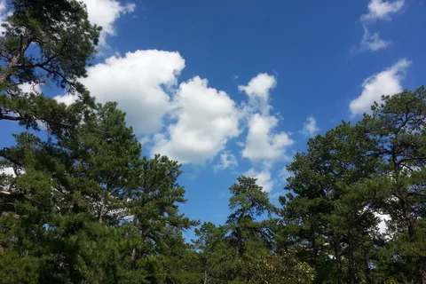 Wharton State Forest - Bodine Field