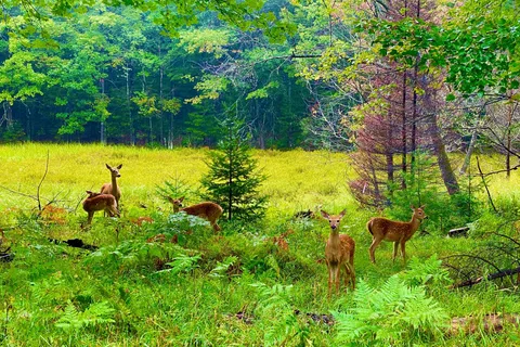Peaceful Pines Resort