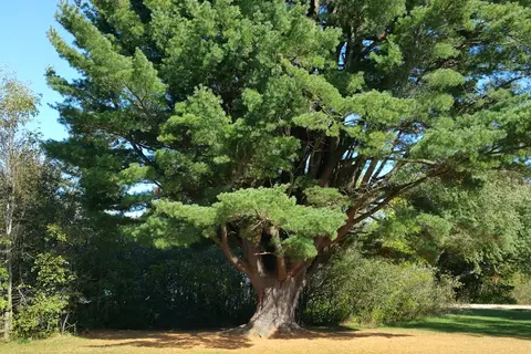 Brimley State Park