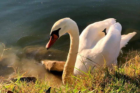 Around Pond RV Park