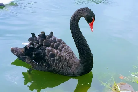Around Pond RV Park
