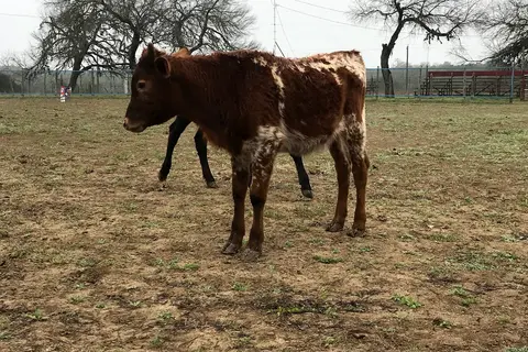2E Twin Elm Guest Ranch