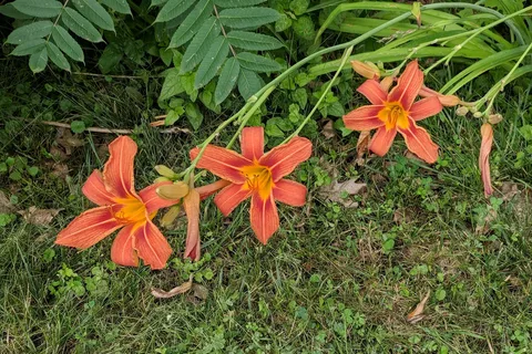 Kentuckiana Campground
