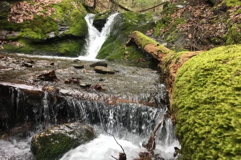 Parker Brook - Pittsfield State Forest