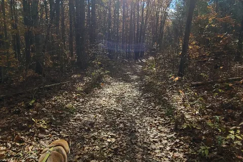 Parker Brook - Pittsfield State Forest