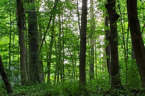 Timber Trail Campground