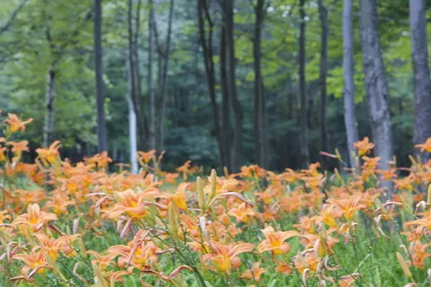 Peaceful Woodlands Family Campground