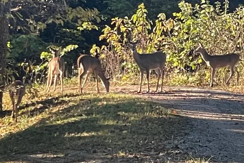Table Rock Lake RV Resort and Marina