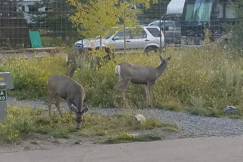 Tunnel Mountain Village II - Banff National Park