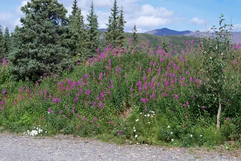 Cantwell RV park