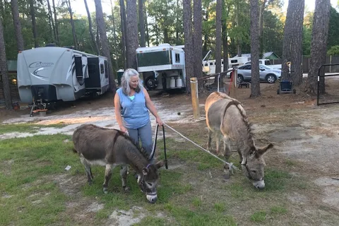 Daily Walk Stables and Campground