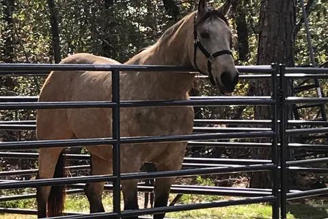Daily Walk Stables and Campground