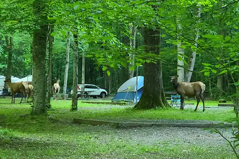 Smokemont Campground - Great Smoky Mountains National Park