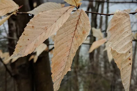 Caesar Creek State Park