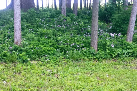 Marbrook Campground
