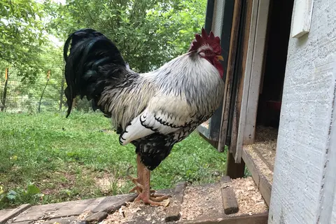 Cardinal Ridge Farm RV and B