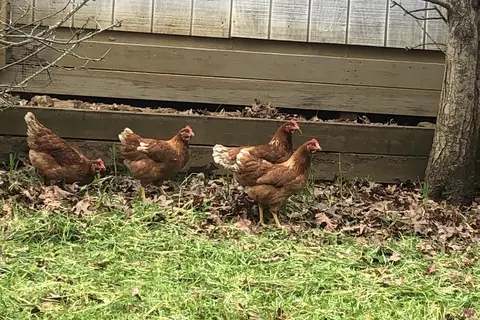 Cardinal Ridge Farm RV and B