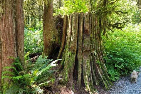 Parc provincial Golden Ears