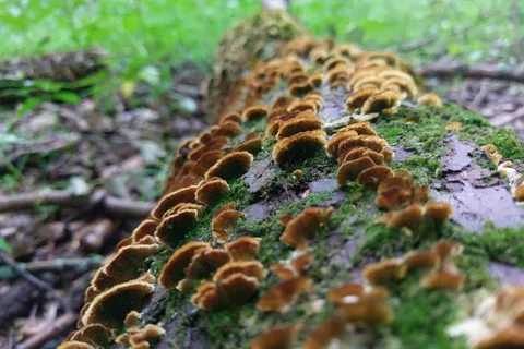 Beall Woods State Park