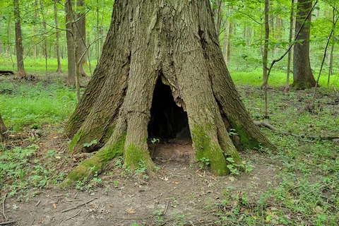 Beall Woods State Park
