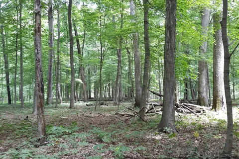 Beall Woods State Park