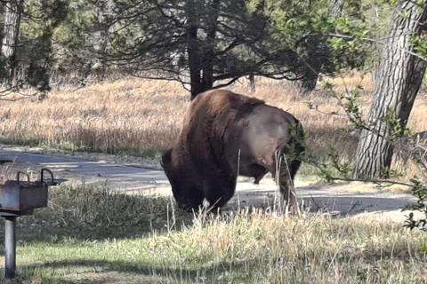Cottonwood Campground - Theodore Roosevelt National Park