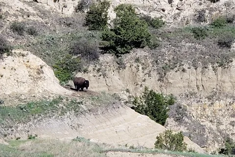 Cottonwood Campground - Theodore Roosevelt National Park