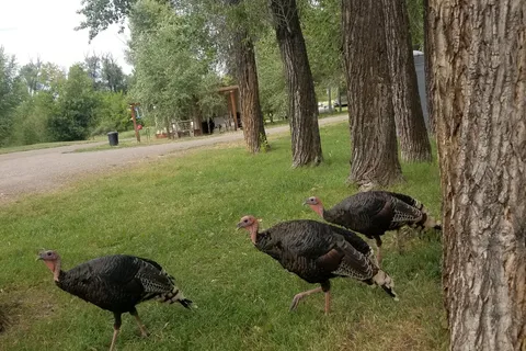 River Camp RV Park