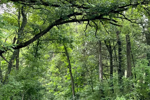 Minneiska - Whitewater State Park