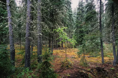 Chitek Lake Provincial Rec Site