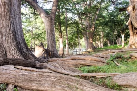 Riverbend On The Frio Cabin and RV Park