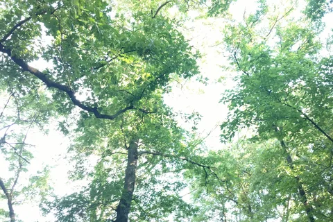Cold Springs Campground - Chickasaw National Recreational Area
