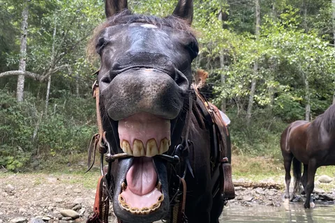 Cuneo Creek Horse Camp - Humboldt Redwoods State Park