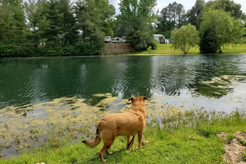 Fern Lake Campground