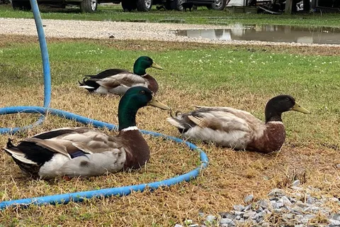 Cajun Haven RV Park