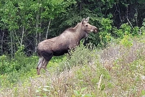 Matanuska Glacier State Recreation Site