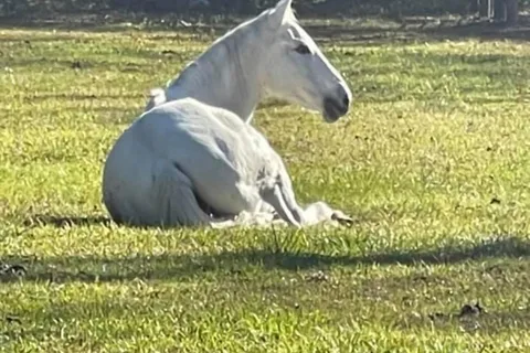 The Green Woods Stables RV Park