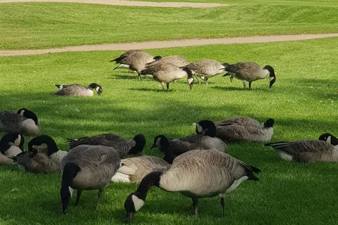 Goose Hummock RV Resort