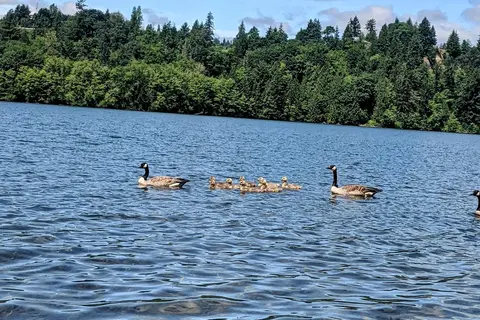 Mayfield Park - Utility