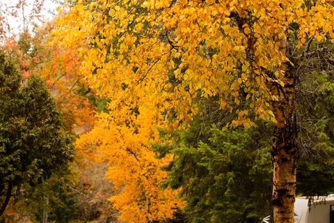 Camp Coeur d Alene