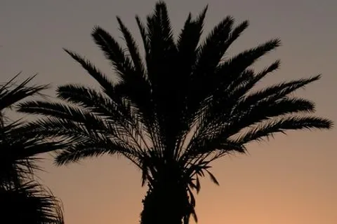 The Palms RV Park