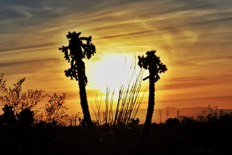 Cactus Country RV Resort
