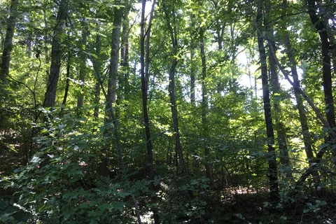 Willowbrook Cabins and RV