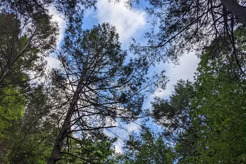 Townshend State Park